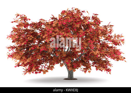 Japanischer Ahorn Baum auf weißem Hintergrund. 3D-Darstellung Stockfoto