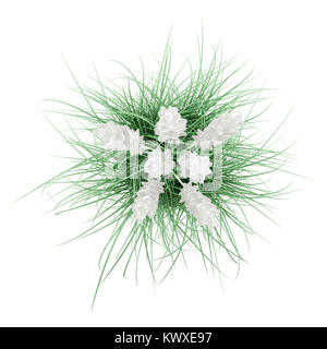 Draufsicht des Ziergras Pflanze isoliert auf weißem Hintergrund. 3D illustration Stockfoto