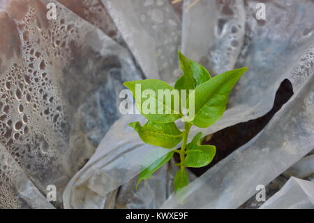 Junge chili Pflanze, die aus dem Becken durch Plastikbeutel Stockfoto