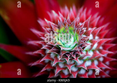 Exotische Rot Ananaspflanze Stockfoto