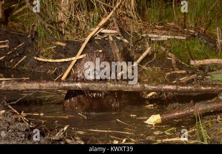 Eurasischen Biber (Castor Fiber) nagen Rinde aus einem Zweig in einem Kanal gegraben, die zum Teich in einer Waldlandschaft, Studie Gehäuse, Devon, Großbritannien. Stockfoto