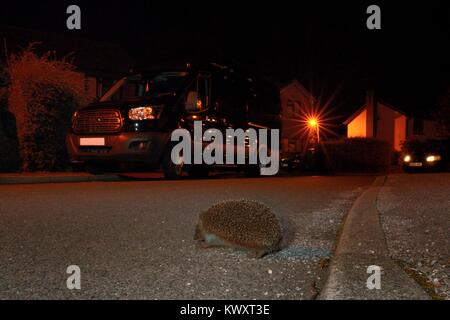 Igel (Erinaceus europaeus) Überqueren einer Vorstadtstraße in der Nacht in Gärten, Chippenham, Wiltshire, UK, um Futter zu suchen. Mit einer entfernten Kamera genommen. Stockfoto