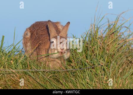 Europäische Kaninchen (Oryctolagus cuniculus) Weide Gras auf einer alten Steinmauer durch einen Zaun, Cornwall, UK, April. Stockfoto