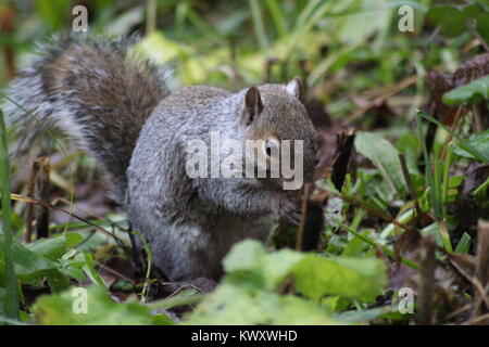 Eichhörnchen Stockfoto