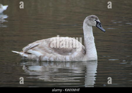 Das hässliche Entlein auf der Spitze der zu einem schönen Schwan Stockfoto