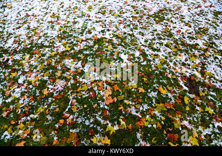 Hohe Blickwinkel auf dem Boden mit Schnee und gelbe Blätter abgedeckt Stockfoto