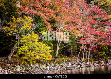 Buntes Herbstlaub am Ufer des Jordan Teich in Acadia Nationalpark. Stockfoto