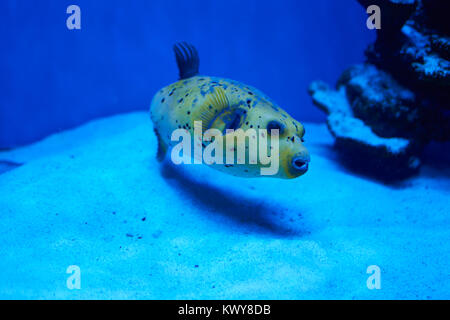 Arothron nigropunctatus Gelb. Giftige fugy Fisch im blauen Wasser Stockfoto