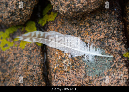 Wassertropfen perlen auf einer Feder aus einer Möwe auf dem felsigen Ufer des Mount Desert Island. Acadia National Park, Maine Stockfoto