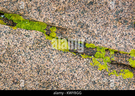 Eine abstrakte Gruppierung von Algen in einem Spalt im Felsen entlang der Küste von Mount Desert Island gefunden. Acadia National Park, Maine Stockfoto