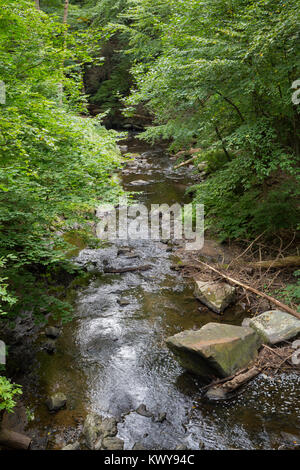 Bäume über die pocantico River. Rockefeller State Park, New York Stockfoto