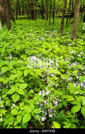 Phlox maculata (Wild Blue Phlox) im Wald an der Louisville Sumpf gerät der Minnesota Valley National Wildlife Refuge im Frühling. Stockfoto