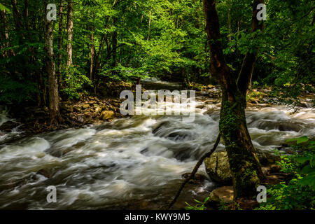 Mittlere Zinke Little River im Bereich Tremont der Great Smoky Mountains. Stockfoto