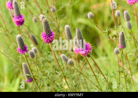 Lila Prairie Klee, Dalea purpurea Blumen. Stockfoto