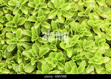 Grün sedum Detail. Stockfoto