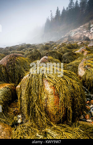 Rockweed deckt Felsbrocken an einem nebligen Morgen entlang der Acadia National Park Shoreline bei Ebbe. Stockfoto