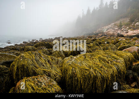 Rockweed deckt Felsbrocken an einem nebligen Morgen entlang der Acadia National Park Shoreline bei Ebbe. Stockfoto