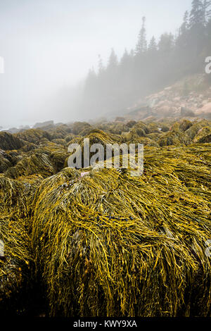 Rockweed deckt Felsbrocken an einem nebligen Morgen entlang der Acadia National Park Shoreline bei Ebbe. Stockfoto