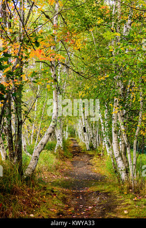 Wanderweg durch Birken in Sieur de Monts im Acadia National Park. Stockfoto