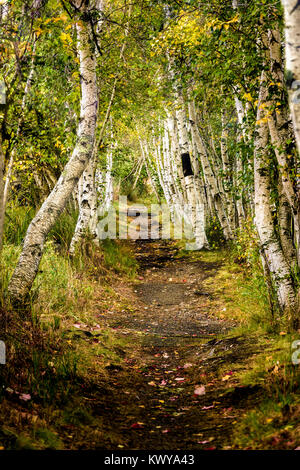 Wanderweg durch Birken in Sieur de Monts im Acadia National Park. Stockfoto