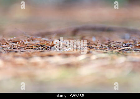 Nahaufnahme/Makro Foto von tannennadeln auf dem Waldboden; Kompass Hafen, Acadia National Park, Maine. Stockfoto