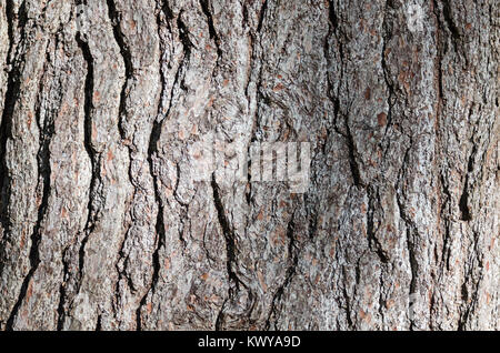 Nahaufnahme/Makro Foto der Rinde eines alten White Pine; Kompass Hafen, Acadia National Park, Maine. Stockfoto