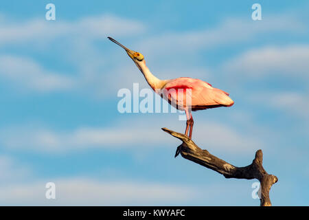 Rosalöffler (Platalea ajaja) am Green Cay Feuchtgebiete, Boynton Beach, Florida, USA Stockfoto