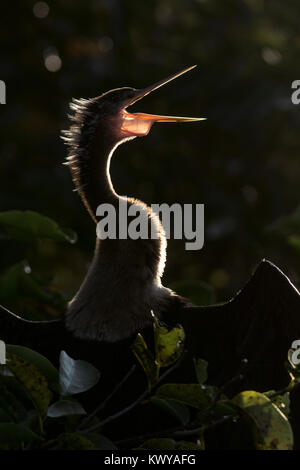 Weibliche Anhinga im schönen Hintergrundbeleuchtung mit Rechnung öffnen - Green Cay Feuchtgebiete - Boynton Beach, Florida, USA Stockfoto