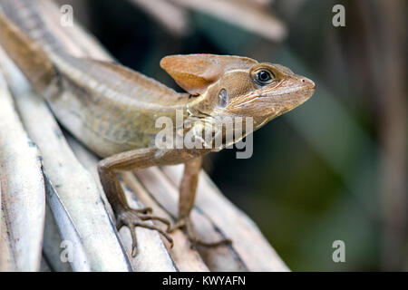 Basilisk Eidechse - grüne Cay Sumpfgebiete, Boynton Beach, Florida, USA Stockfoto