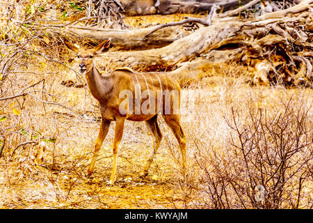 Weibliche Kudus in der Dürre betroffenen Bereich der zentralen Kruger Nationalpark in Südafrika Stockfoto