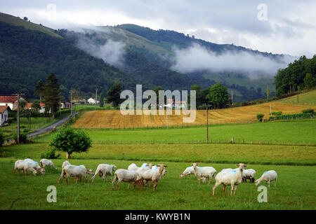 Schafe auf der Weide in der Nähe von französischen Dorf in Pyrenee, Frankreich Stockfoto