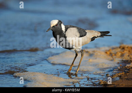 Alert Schmied Kiebitz (Vanellus armatus) stehend an Wasser, Südafrika Stockfoto