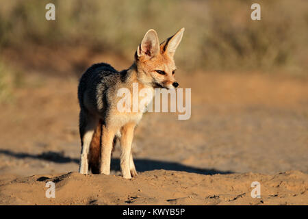 Cape Fox (Vulpes chama) im natürlichen Lebensraum, Kalahari Wüste, Südafrika Stockfoto