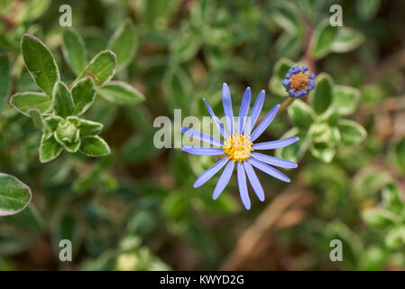 Felicia amelloides, auch als blaue oder blau Marguerite daisy genannt, ist eine Pflanze aus der Familie der Asteraceae, beheimatet in Südafrika. Stockfoto