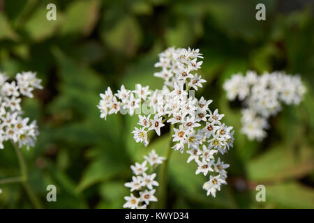 Aceriphyllum rossii, auch bekannt als Maple Leaf oder Mukdenia rossii, ist eine krautige Pflanze mit palmate Blätter und Blüten sind weiß, im Frühjahr getragen Stockfoto