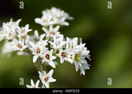 Aceriphyllum rossii, auch bekannt als Maple Leaf oder Mukdenia rossii, ist eine krautige Pflanze mit palmate Blätter und Blüten sind weiß, im Frühjahr getragen Stockfoto