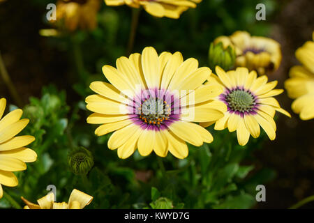 Osteospermum, auch als afrikanische Daisy, Cape Daisy oder Blue-eyed Daisy, ist eine Gattung von Blütenpflanzen in der Calenduleae Stamm. Stockfoto