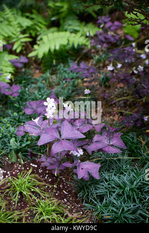 Oxalis triangularis, die gemeinhin als Red Leaf oxalis oder falsch Shamrock. Es ist eine Art von essbaren mehrjährige Pflanze in der Familie Oxalidaceae. Stockfoto