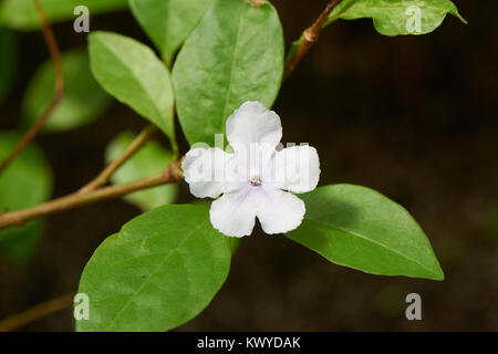 Brunfelsia australis Blume. Brunfelsia ist eine Gattung von Blütenpflanzen in der Familie der Solanaceae. Stockfoto