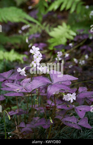 Oxalis triangularis, die gemeinhin als Red Leaf oxalis oder falsch Shamrock. Es ist eine Art von essbaren mehrjährige Pflanze in der Familie Oxalidaceae. Stockfoto