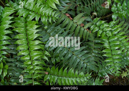 Nephrolepis exaltata, einer Spezies der Farn in der Familie Lomariopsidaceae. Es wird auch als das Schwert Farn genannt. Stockfoto