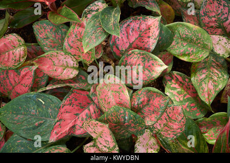 Aglaonema siam Aurora, auch als rote Aglaonema oder Chinesischen immergrünen, eine Gattung von Blütenpflanzen in der Arum Familie bekannt. Stockfoto