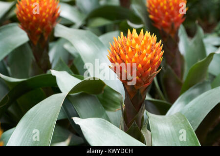 Guzmania Conifera. Guzmania ist eine Gattung von über 120 Arten von Blütenpflanzen in der Familie Bromeliaceae. Stockfoto