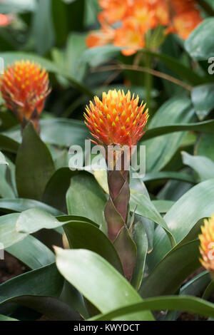 Guzmania Conifera. Guzmania ist eine Gattung von über 120 Arten von Blütenpflanzen in der Familie Bromeliaceae. Stockfoto