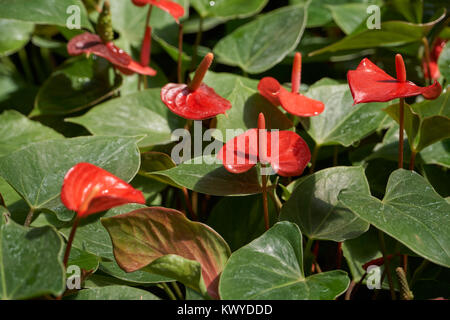 Anthurium andraeanum Linden, eine blühende Pflanzen in der Araceae Familie. Es ist gemeinhin als tailflower, Flamingo Blume und laceleaf. Stockfoto