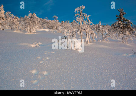 Winterlandschaft mit Kaninchen Spuren im Schnee mit schneebedeckten Bäumen und blauen Himmel und warmen Abend Licht auf die Bäume, Gällivare, Schwedisch Lappland, Schweden Stockfoto