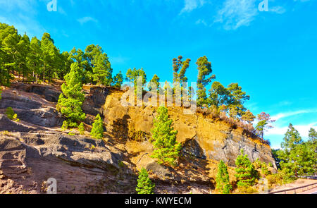 Bäume An einem Berghang im Hochland von Teneriffa, Kanaren Stockfoto