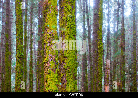 Stämme der Kiefern mit Moos im nebligen Wald Stockfoto