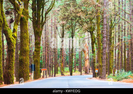 Straße durch den schönen Wald Stockfoto