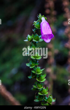 Letzte Blume auf Fingerhut Stockfoto